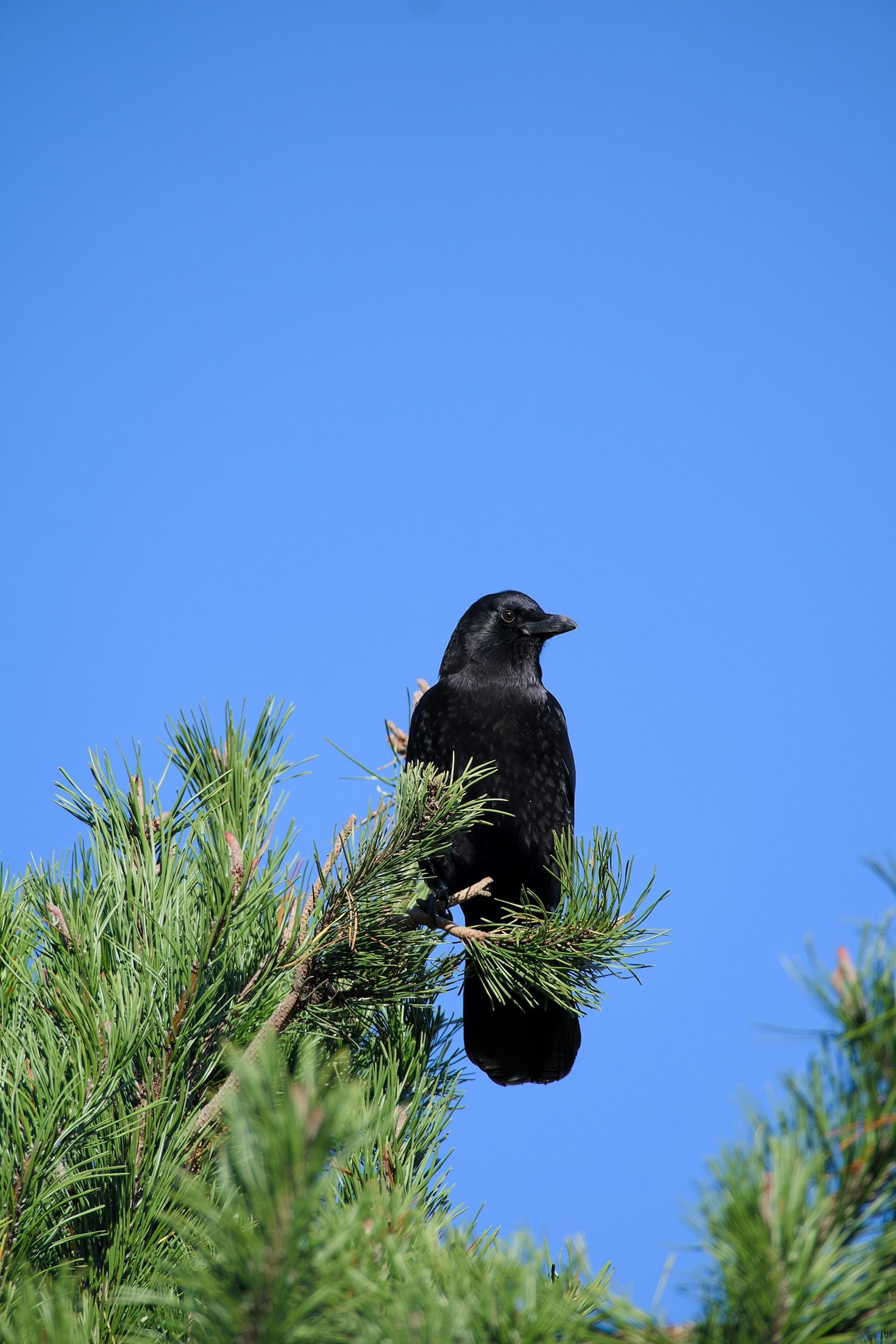 The Symbolism Of The Crow In Design