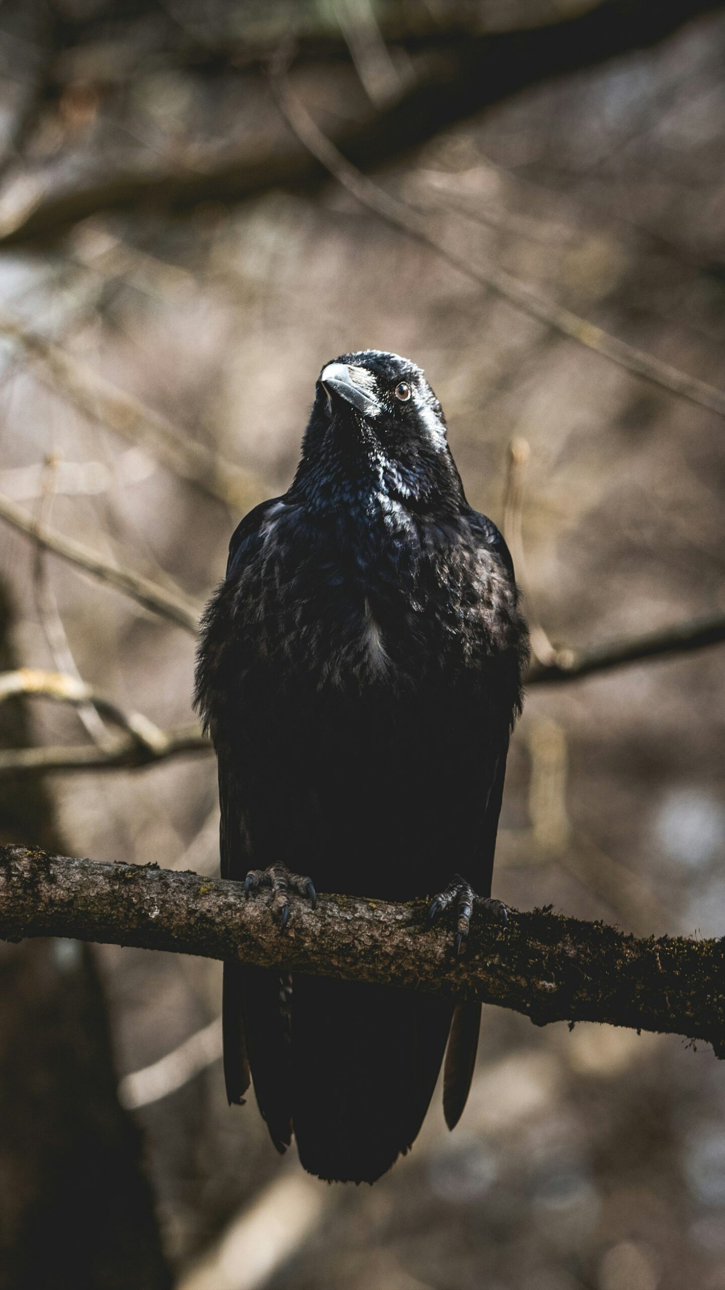 How Nature Shapes Our Creative Process